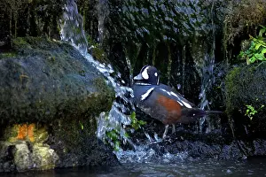 Histrionicus: Harlequin Duck - Drake feeding around waterfall