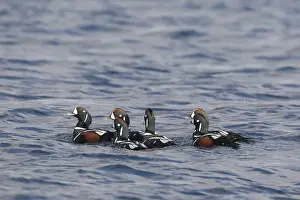 Histrionicus: Harlequin Duck - drakes - Iceland