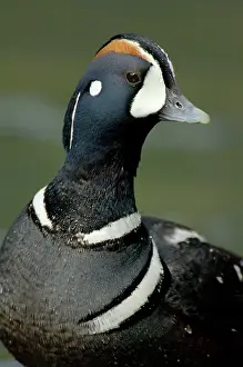 Histrionicus: Harlequin Duck - By fast flowing mountain stream