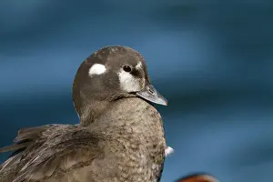 Histrionicus: Harlequin Duck - female in winter