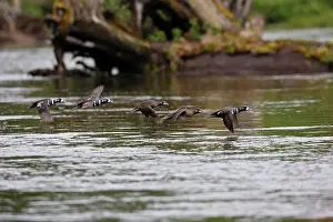 Histrionicus: Harlequin Duck - in flight over water