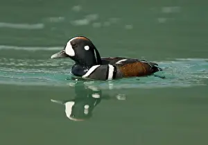 Histrionicus: Harlequin Duck - male