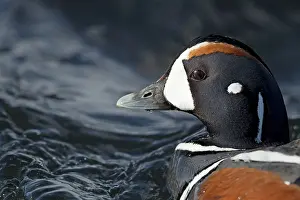 Histrionicus: Harlequin Duck - male