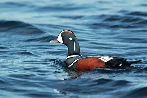 Histrionicus: Harlequin Duck - male