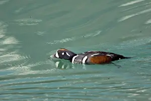 Histrionicus: Harlequin Duck - Male catching newly emerged flies