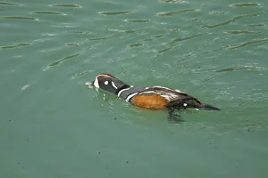 Histrionicus: Harlequin Duck - male catching newly emerged flies from lake