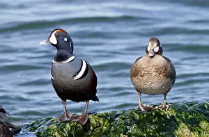 Histrionicus: Harlequin Duck - male and female in winter