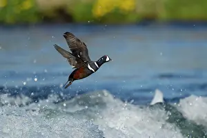 Histrionicus: Harlequin Duck - male in flight over river