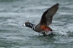 Histrionicus: Harlequin Duck - male in flight taking off from river