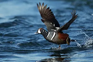 Histrionicus: Harlequin Duck - male in flight taking off from river