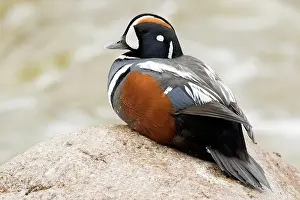 Histrionicus: Harlequin duck male (Histrionicus histrionicus)