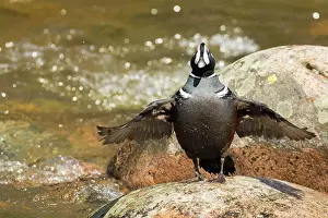 Histrionicus: Harlequin duck male (Histrionicus histrionicus)