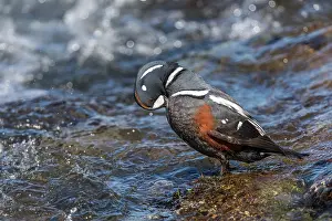 Harlequin: Harlequin Duck - Male - Iceland