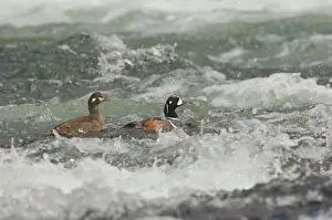 Histrionicus: Harlequin Duck - Pair on fast flowing mountain stream
