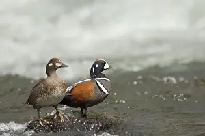 Histrionicus: Harlequin Duck - Pair on fast flowing mountain stream