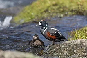 Harlequin: Harlequin Duck - Pair - Iceland