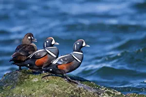 Histrionicus: Harlequin Duck - standing on rock in winter