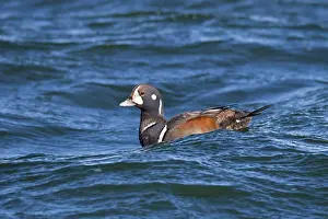 Histrionicus: Harlequin Duck - sub-adult male in winter