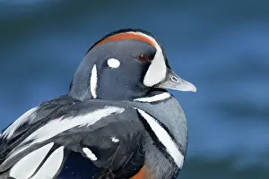 Histrionicus: Harlequin Duck - winter - adult male