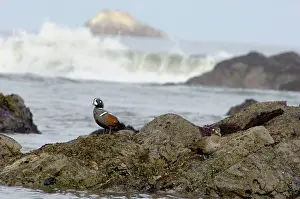 Histrionicus: Harlequin Ducks