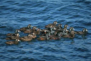 Histrionicus: Harlequin Ducks