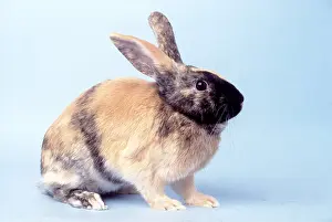 Fancy: Harlequin / Fancy Rabbit
