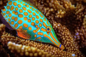 Hidden: Harlequin filefish (Oxymonacanthus longirostris)