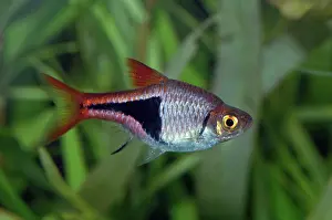 Rasbora: Harlequin fish
