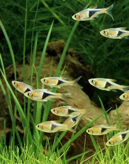 Rasbora: Harlequin Fish - Shoal. Freshwater Aquarium Fish