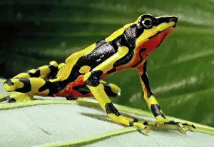 Atelopus: Harlequin frog