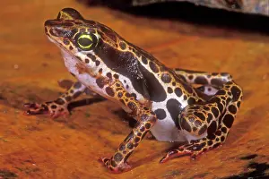 Pulcher: Harlequin Frog