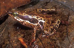 Pulcher: Harlequin Frog