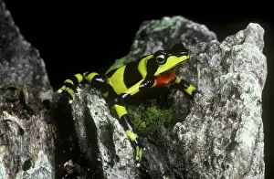 Monteverde: Harlequin Frog