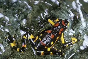 Monteverde: Harlequin Frog