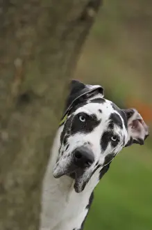 Mastiffs: Harlequin German mastiff behind a tree in France