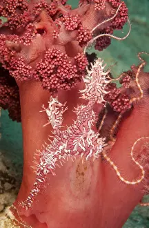 Pipe: Harlequin ghost pipe fish, ornate ghost pipe fi