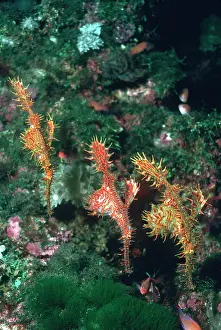 Pregnant: Harlequin Ghost Pipe fish - Pregnant females in