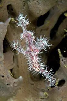 Paradoxus: Harlequin Ghost Pipefish