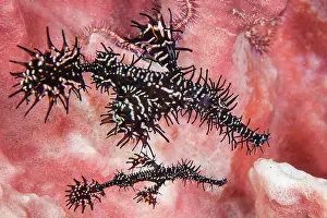 Pipefish: Harlequin ghost pipefish (Solenostomus paradoxus)
