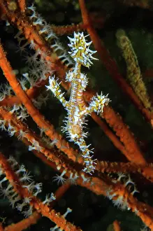 Pipefish: Harlequin Ghost Pipefish (Solenostomus paradoxus)