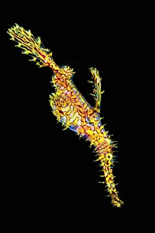 Pipefish: Harlequin ghost pipefish (Solenostomus paradoxus)