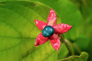 Bower: Harlequin Glorybower, Luzarches, Val-dOise, France
