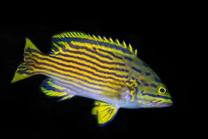 Cephalopholis: Harlequin Hind (Cephalopholis polleni) on black