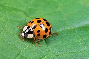 Axyridis: Harlequin LADYBIRD