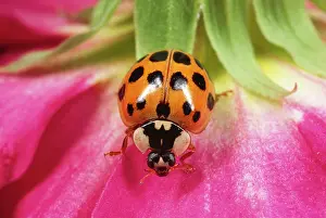 Axyridis: Harlequin LADYBIRD