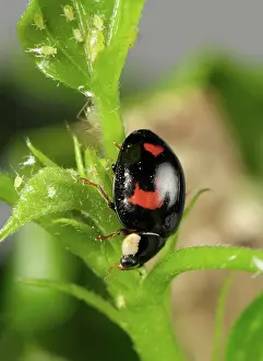 Axyridis: Harlequin ladybird