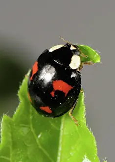 Control: Harlequin ladybird