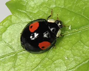 Control: Harlequin ladybird
