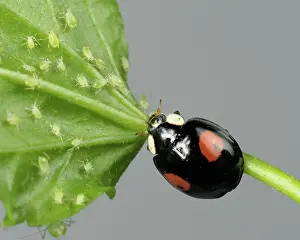 Control: Harlequin ladybird