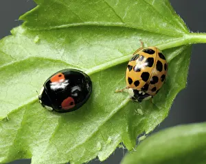 Multi: Harlequin ladybird